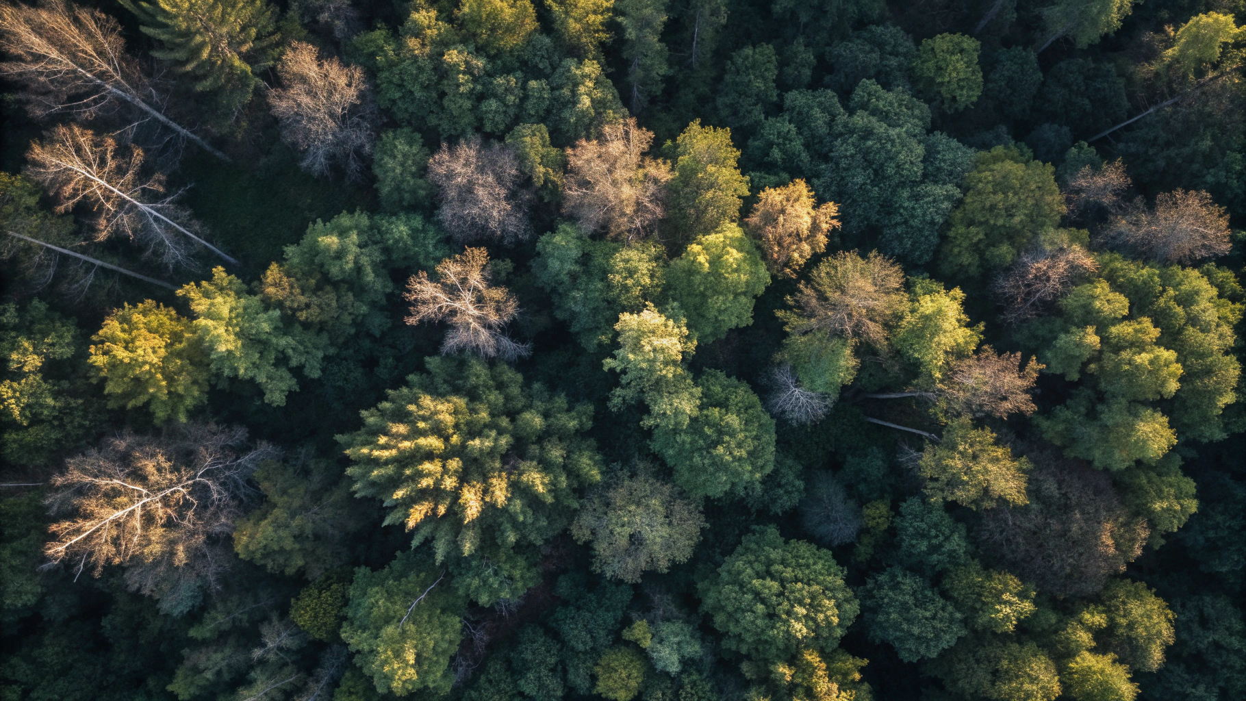 High angle view of preserved dense green tree canopy in urban environment